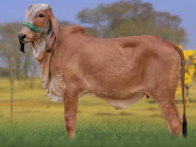 Registro: CAL15186 - AVENCA FIV CAL