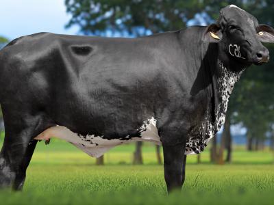 Registro: 5444CM - VINHA FIV CAL