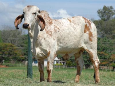 Registro: CAL8310 - Baita Cal