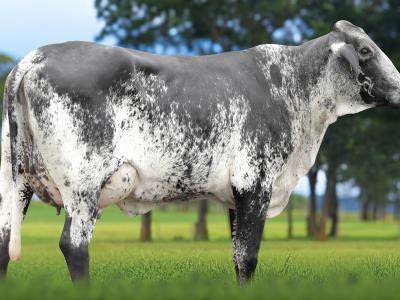 Registro: 4025CH - TUNICA FIV CAL