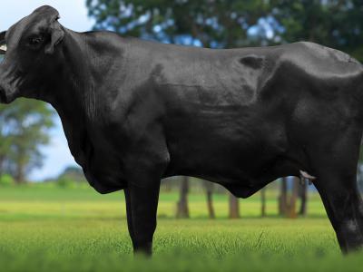 Registro: 4106CH - VILA FIV CAL