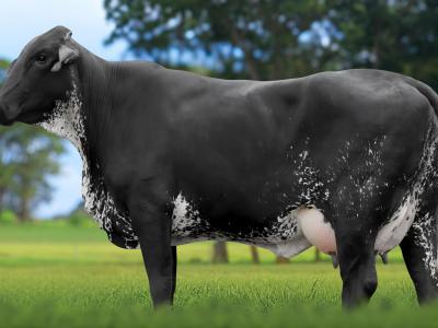 Registro: 5862CK - TANDA FIV CAL