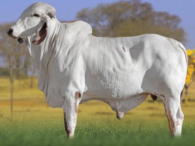 Registro: CAL14818 - VINGADOR CAL