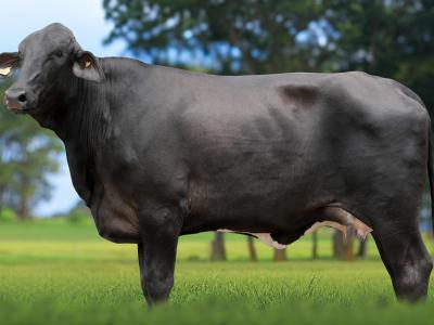 Registro: 5441CM - VELADA FIV CAL