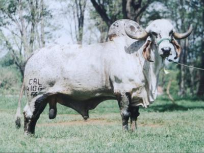 Jarro de Ouro da Cal - Arquivo Calciolândia