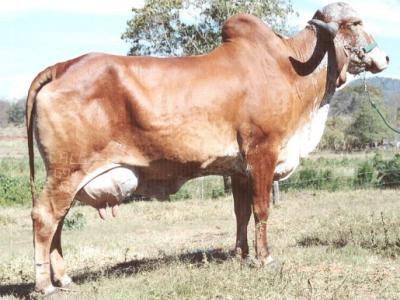 Jalapa Cal - Arquivo Calciolândia