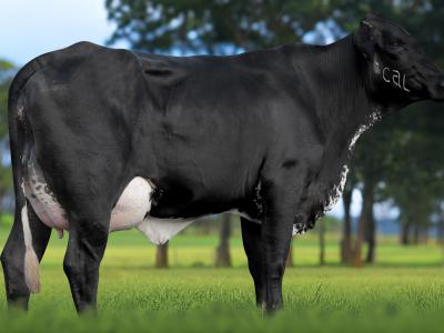 Registro: 3705CS - VAKUTA FIV CAL