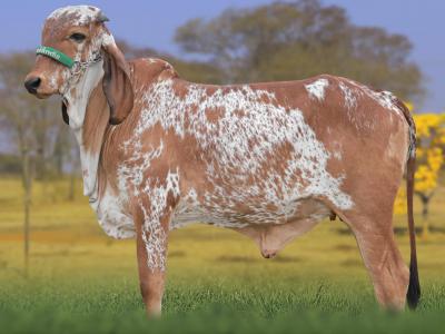 Registro: CAL15170 - ARTE FIV CAL