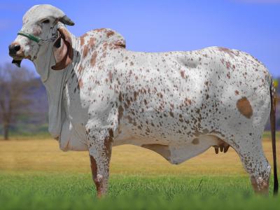 Registro: CAL14610 - TREJA FIV CAL