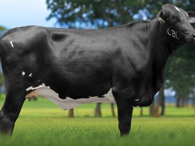 Registro: 5458CM - VOLGA FIV CAL