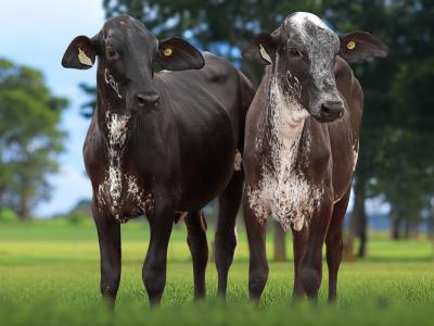 Registro: 4483CU - AINDA FIV CAL