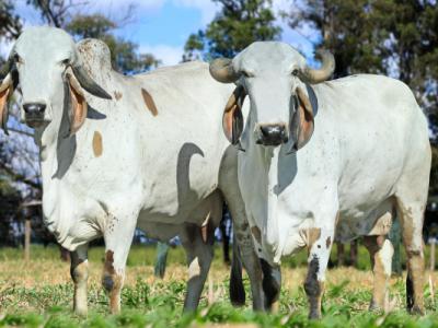 Registro: CAL12555 - Limeira Fiv Cal