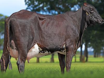 Registro: 4093CH - VIELA FIV CAL