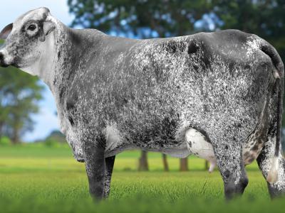 Registro: 6807CG - TARJA FIV CAL