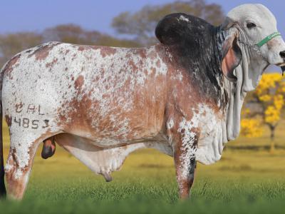 Registro: CAL14853 - VESTIBULAR CAL