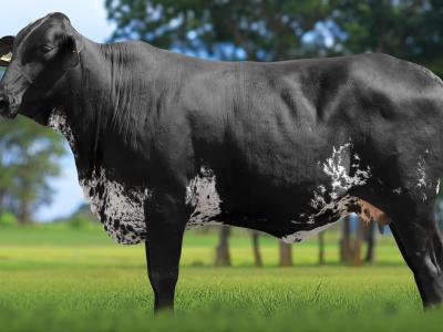 Registro: 4143CH - VALINA FIV CAL