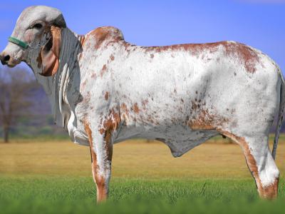 Registro: CAL14874 - VASILHA FIV CAL