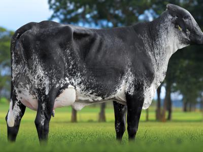 Registro: 5446CM - VEDOIA FIV CAL