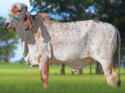 Registro: CAL15159 - ARJA FIV CAL
