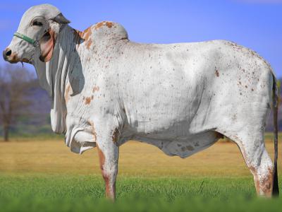 Registro: CAL14723 - VALE FIV CAL