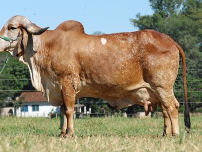 Registro: CAL5582 - Sintonia da Cal