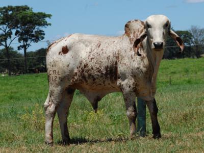 Registro: CAL8129 - Arlequim Cal