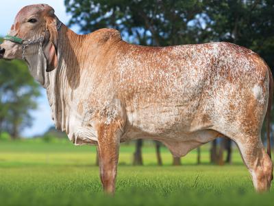 Registro: CAL15071 - ACÁCIA FIV CAL