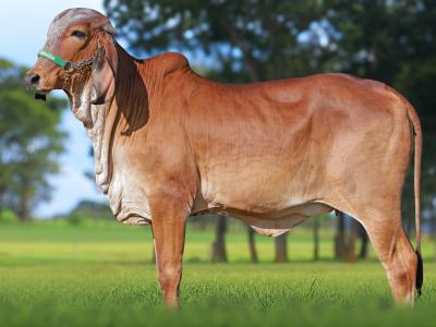 Registro: CAL15124 - AMANA FIV CAL
