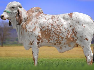 Registro: CAL14838 - VENTOSA CAL