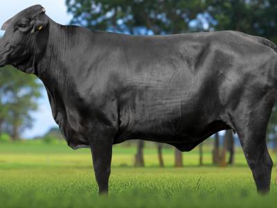 Registro: 4135CH - VALETA FIV CAL