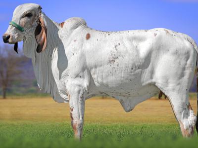 Registro: CAL15066 - ABIA FIV CAL