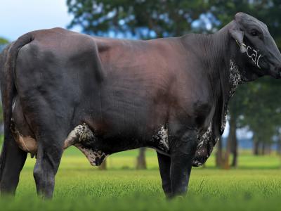 Registro: 3719CS - VASCA FIV CAL