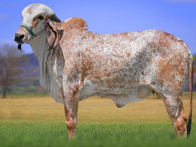 Registro: CAL14740 - VEDETE FIV CAL