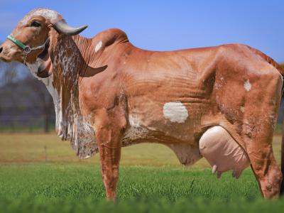 Registro: CAL14401 - Salomé Fiv Cal