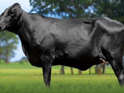 Registro: 4098CH - VILAME FIV CAL