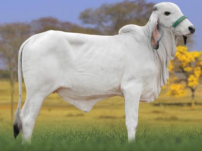 Registro: CAL15211 - ACROBATA FIV CAL