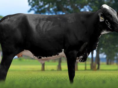 Registro: 4115CH - VIOLA FIV CAL