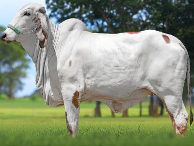 Registro: CAL15018 - VOCALISTA FIV CAL