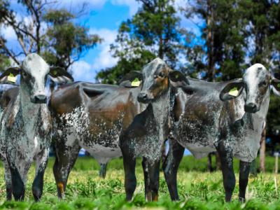 Registro: 1872BO - Pinula  Fiv Cal