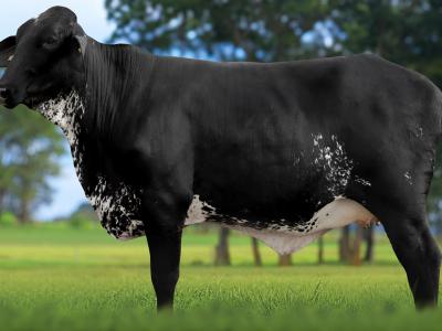 Registro: 4151CH - VOGA FIV CAL