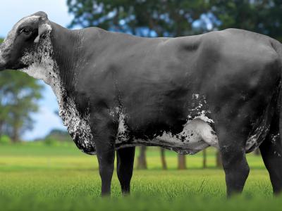 Registro: 7151CF - TEMPESTADE FIV CAL