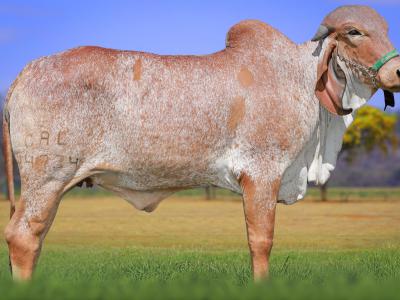 Registro: CAL14734 - VARGEM FIV CAL