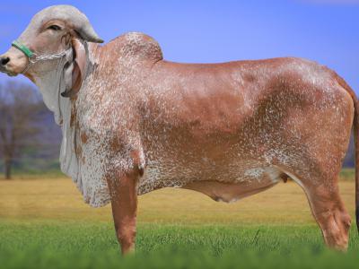 Registro: CAL14754 - VÉSTIA FIV CAL