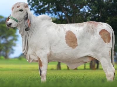 Registro: CAL15120 - ALUNA FIV CAL