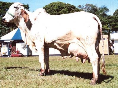 Registro: Z985 - Garrafa da Cal