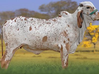 Registro: CAL15130 - AMORA FIV CAL