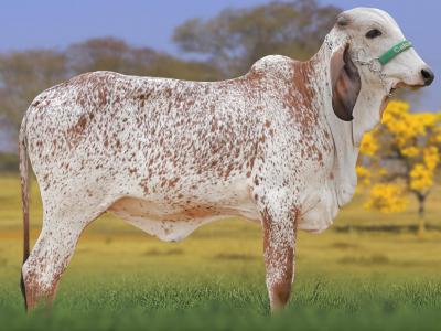 Registro: CAL15228 - AFRICANA FIV CAL