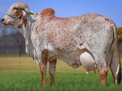 Registro: CAL14425 - Senadora Fiv Cal