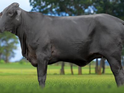 Registro: 4158CH - VERSÃO FIV CAL