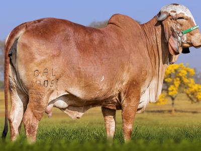 Registro: CAL14057 - Serva Fiv Cal